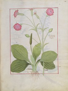 Illustration du Livre des Simples Médecines par Mattheaus Platearius 144r